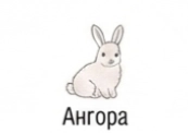Ангора